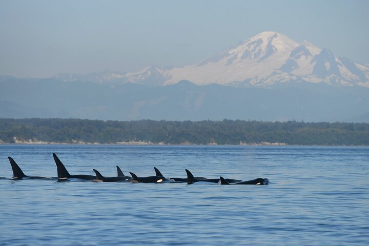 Breathtaking scenery as you learn about whales, sealife and the region from an expert onboard naturalist.